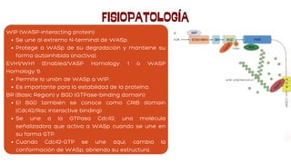 FISIOPATOLOGÍA
WIP (WASP-interacting protein):
Se une al extremo N-terminal de WASp.
Protege a WASp de su degradación y mantiene su
forma autoinhibida (inactiva).
EVH1/WH1 (Enabled/VASP Homology 1 o WASP
Homology 1):
Permite la unión de WASp a WIP.
Es importante para la estabilidad de la proteína.
BR (Basic Region) y BGD (GTPase-binding domain):
El BGD también se conoce como CRIB domain
(Cdc42/Rac interactive binding).
Se une a la GTPasa Cdc42, una molécula
señalizadora que activa a WASp cuando se une en
su forma GTP.
Cuando Cdc42-GTP se une aquí, cambia la
conformación de WASp, abriendo su estructura.
 