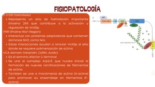 FISIOPATOLOGÍA
P (Y291 fosforilado):
Representa un sitio de fosforilación importante
(tirosina 291) que contribuye a la activación y
regulación de WASp.
PRR (Proline-Rich Region):
Interactúa con proteínas adaptadoras que contienen
dominios SH3, como Nck.
Estas interacciones ayudan a reclutar WASp al sitio
donde se requiere polimerización de actina.
VCA domain (Verprolin, Cofilin, Acidic):
Es el dominio efector C-terminal.
Se une al complejo Arp2/3, que nuclea (inicia) la
formación de nuevas ramificaciones de filamentos
de actina.
También se une a monómeros de actina (G-actina)
para promover su ensamblaje en filamentos (F-
actina).
 