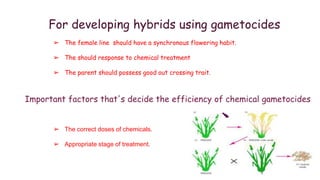 For developing hybrids using gametocides
➢ The female line should have a synchronous flowering habit.
➢ The should response to chemical treatment
➢ The parent should possess good out crossing trait.
Important factors that's decide the efficiency of chemical gametocides
➢ The correct doses of chemicals.
➢ Appropriate stage of treatment.
 