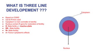 WHAT IS THREE LINE
DEVELOPEMENT ???
● Based on CGMS
● A,B & R lines used
● Cytoplasm is main controller of sterility
● Nucleus contain R gene for restoration of fertility
● R: Male fertile ,r : inactive allele
● RR - Male fertility
● Rr- Male fertility
● rr- Favour cytoplasmic effects
 