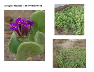 Asclepias speciosa – Showy Milkweed

 