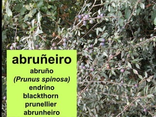 abruñeiro
abruño
(Prunus spinosa)
endrino
blackthorn
prunellier
abrunheiro
 
