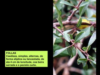 FOLLAS
Caedizas, simples, alternas, de
forma elíptica ou lanceolada, de
ata 4 cm de lonxitude, coa beira
serrada e o peciolo curto.
 