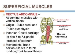 SUPERFICIAL MUSCLES
RECTUS ABDOMINUS –
Abdominal muscles with
vertical fibers
Origin –Pubic crest and
Pubic symphysis
Insertion-Costal cartilages
of ribs 5 to 7,xiphoid
process of sternum
Movements-Trunk
flexion,Assists in trunk
rotation,trunk lateral flexion