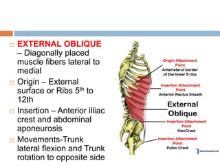  EXTERNAL OBLIQUE
– Diagonally placed
muscle fibers lateral to
medial
Origin – External
surface or Ribs 5th to
12th
Insertion – Anterior illiac
crest and abdominal
aponeurosis
Movements-Trunk
lateral flexion and Trunk
rotation to opposite side