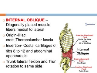  INTERNAL OBLIQUE –
Diagonally placed muscle
fibers medial to lateral
Origin-Illiac
crest,Thoracolumbar fascia
Insertion- Costal cartilages of
ribs 8 to 12 and abdominal
aponeurosis
Trunk lateral flexion and Trunk
rotation to same side