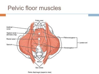 Pelvic floor muscles