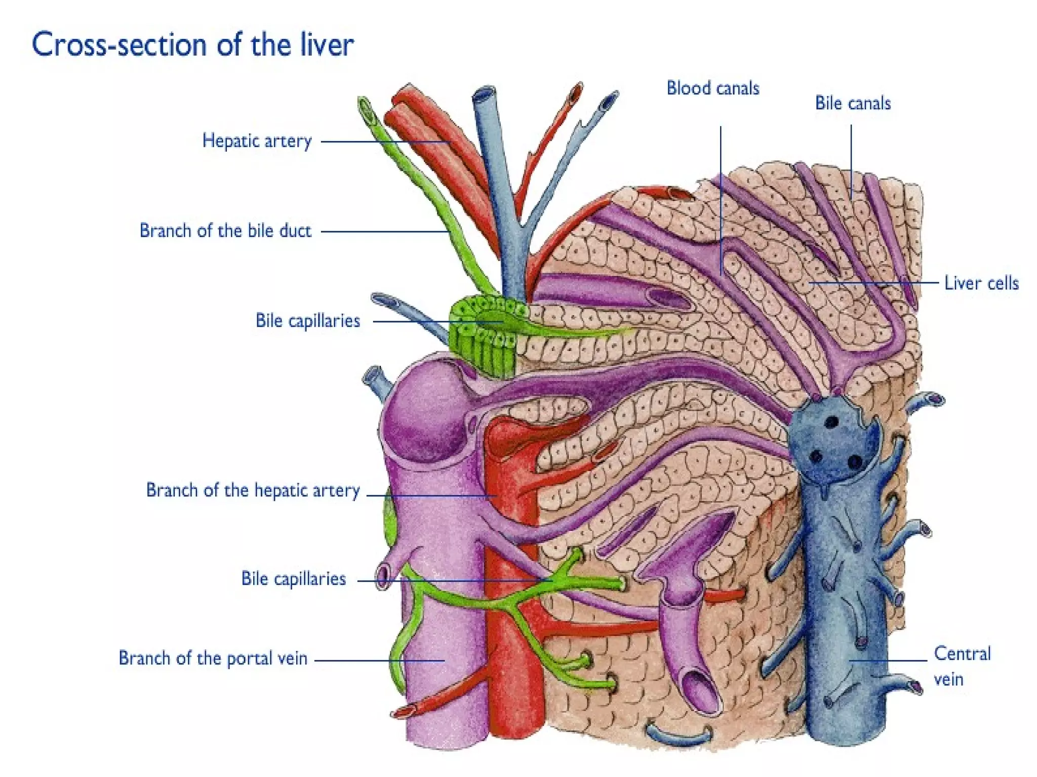 Absces Hepar - (Liver Abscess) | PPT | Digestive Disorders | Diseases ...