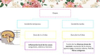 Etapas
Cerebritis temprana:
Dura de 1 a 3 días
Inflamación local de los vasos
sanguíneos, edema y necrosis.
Cerebritis tardía:
Dura de 4 a 9 días
Fusión de las diversas áreas de
necrosis =aumento de la misma,
aparece pus y máximo edema. Red de
fibras colágenas.
 