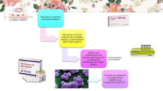 Atravesar la barrera
hematoencefélica
Penicilina G (15-20
millones de unidades
diarias) y metronidazol
(600-1200 mg/8 h)
Añadir una
cefalosporina de
tercera generación en
los abscesos
cerebrales de origen
átipico
• bacilos aerobios
gramnegativos.
Cuando se sospeche
la presencia de
estafilococos
cloxacilina (2 gr/4 h).
 