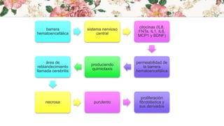 barrera
hematoencefálica
sistema nervioso
central
citocinas (IL8,
FNTa, IL1, IL6,
MCP1 y BDNF)
permeabilidad de
la barrera
hematoencefálica
produciendo
quimiotaxis
área de
reblandecimiento
llamada cerebritis
necrosa purulento
proliferación
fibroblástica y
sus derivados
 