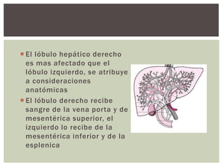  El lóbulo hepático derecho
  es mas afectado que el
  lóbulo izquierdo, se atribuye
  a consideraciones
  anatómicas
 El lóbulo derecho recibe
  sangre de la vena porta y de
  mesentérica superior, el
  izquierdo lo recibe de la
  mesentérica inferior y de la
  esplenica
 