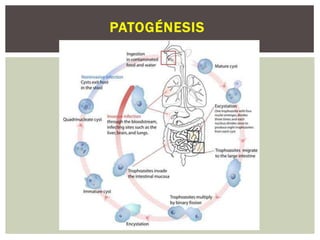 PATOGÉNESIS
 