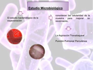 La tinción de Gram
Estudio Microbiológico
El estudio bacteriológico de la
expectoración
consideran las celularidad de la
muestra para mejorar su
rendimiento.
La Aspiración Transtraqueal
Punción Pulmonar Percutánea
 