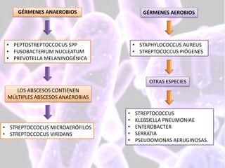 • PEPTOSTREPTOCCOCUS SPP
• FUSOBACTERIUM NUCLEATUM
• PREVOTELLA MELANINOGÉNICA
LOS ABSCESOS CONTIENEN
MÚLTIPLES ABSCESOS ANAEROBIAS
GÉRMENES ANAEROBIOS
• STREPTOCCOCUS MICROAERÓFILOS
• STREPTOCCOCUS VIRIDANS
• STREPTOCOCCUS
• KLEBSIELLA PNEUMONIAE
• ENTEROBACTER
• SERRATIA
• PSEUDOMONAS AERUGINOSAS.
GÉRMENES AEROBIOS
• STAPHYLOCOCCUS AUREUS
• STREPTOCOCCUS PIÓGENES
OTRAS ESPECIES
 