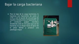 Bajar la carga bacteriana
 Para la baja de la carga bacteriana, lo
hacemos con hipoclorito de sodio al
2.5%, y con la ayuda de una jeringa de
insulina introducimos el hipoclorito en
el conducto pulpar necrótico
dividiendo este en 3/3 para que así las
bacterias no se dirijan hacia el ápice de
la pieza dental y producir una
patología mayor
 