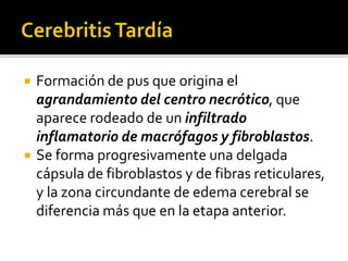  Formación de pus que origina el 
agrandamiento del centro necrótico, que 
aparece rodeado de un infiltrado 
inflamatorio de macrófagos y fibroblastos. 
 Se forma progresivamente una delgada 
cápsula de fibroblastos y de fibras reticulares, 
y la zona circundante de edema cerebral se 
diferencia más que en la etapa anterior. 
 
