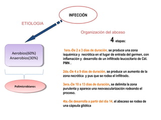 INFECCIÓN
ETIOLOGIA
Organización del abceso

4 etapas:
Aerobios(60%)
Aerobios(60%)
Anaerobios(30%)
Anaerobios(30%)

1era.-De 2 a 3 días de duración, se produce una zona
isquémica y necrótica en el lugar de entrada del germen, con
inflamación y desarrollo de un infiltrado leucocitario de Cél.
PMN .
2da.-De 4 a 9 días de duración, se produce un aumento de la
zona necrótica y pus que se rodea el infiltrado.

Polimicrobianos
Polimicrobianos

3era.-De 10 a 13 días de duración, se delimita la zona
purulenta y aparece una neovascularización rodeando el
proceso.
4ta.-Se desarrolla a partir del día 14, el absceso se rodea de
una cápsula gliótica

 