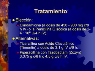 Tratamiento:
 Elección:
 Clindamicina (a dosis de 450 - 900 mg c/8
h IV) o la Penicilina G sódica (a dosis de 2-
4 ´ 106 U/4 h IV).
 Alternativas:
 Ticarcillina con Acido Clavulánico
(Timentin) a dosis de 3.1 g IV c/6 h.
 Piperacillina con Tazobactam (Zozyn)
3.375 g c/6 h o 4.5 g c/8 h IV.
 