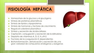  Homeostasis de la glucosa y el glucógeno
 Síntesis de proteínas plasmáticas
 Síntesis de lípidos y lipoproteínas
 Síntesis de hormonas y factores de crecimiento
 Regula el colesterol plasmático
 Síntesis y secreción de ácidos biliares
 Captación, conjugación y excreción de la bilirrubina
 Depósito de vitaminas A, D, E, K y B12
 Factores de la coagulación K dependientes
 Biotransformación, detoxicación y excreción de una
gran variedad de compuestos endógenos y exógenos
FISIOLOGÍA HEPÁTICA
 