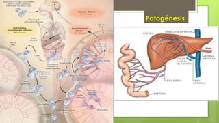 Patogénesis
 