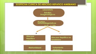 SOSPECHA CLINICA DE ABSCESO HEPATICO AMEBIANO
Tratamiento
etiológico
Laboratorio
Estudios
imagenológicos
Pruebas
Inmunodiagnósticas
Ig G 1: 256
Absceso
Hepático
Amebiano
Absceso Hepático no
Amebiano
Metronidazol
+
 