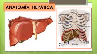 ANATOMÍA HEPÁTICA
 