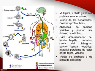 • Multiplica y obstruye raíces
portales intrahepáticas
• Infarto de los hepatocitos.
Enzimas proteolíticas
• Abscesos de tamaño
variable y pueden ser
únicos o múltiples.
• Cara anterosuperior del
lóbulo hepático derecho,
cerca del diafragma,
porción central necrótica,
material purulento de color
pardo-rojizo, viscoso.
• “Pasta de anchoas o de
salsa de chocolate”
 