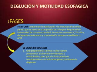›FASES 
Fase I Oral: Comprende la masticación y la formación de un bolo 
para lo que se necesita la propulsión de la lengua. Requiere de la 
indemnidad de la corteza cerebral, los nervios craneales V, VII y XII y 
del aparato masticatorio y la articulación temporo mandibular o 
ATM 
SE DIVIDE EN DOS FASES 
1. Oral preparatoria: Se lleva a cabo cuando 
preparamos el alimento mordiéndolo y 
masticándolo, para que el mismo pueda ser 
transformado en un bolo homogéneo, facilitando la 
deglución 
 