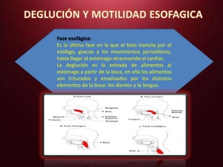 Fase esofágica: 
Es la última fase en la que el bolo transita por el 
esófago, gracias a los movimientos peristálticos, 
hasta llegar al estómago atravesando el cardias. 
La deglución es la entrada de alimentos al 
estómago a partir de la boca, en ella los alimentos 
son triturados y ensalivados por los distintos 
elementos de la boca: los dientes y la lengua. 
 