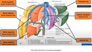 https://diplomadomedico.com/anatomia-del-higado/
 