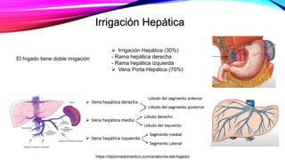 Irrigación Hepática
El hígado tiene doble irrigación
 Irrigación Hepática (30%)
- Rama hepática derecha
- Rama hepática izquierda
 Vena Porta Hepática (70%)
https://diplomadomedico.com/anatomia-del-higado/
 