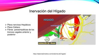 Inervación del Hígado
 Plexo nervioso Hepáticos
 Plexo Celiaco
 Fibras parasimpáticas de los
troncos vagales anterior y
posterior
https://diplomadomedico.com/anatomia-del-higado/
 