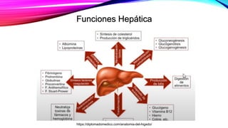 Funciones Hepática
https://diplomadomedico.com/anatomia-del-higado/
 