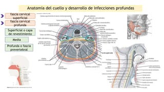Anatomía del cuello y desarrollo de infecciones profundas
fascia cervical
superficial
fascia cervical
profunda
Superficial o capa
de revestimiento
Media
Profunda o fascia
prevertebral
 