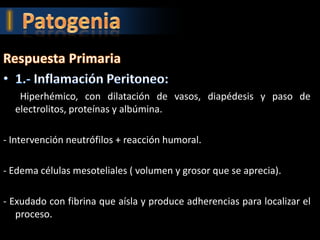 Hiperhémico, con dilatación de vasos, diapédesis y paso de
  electrolitos, proteínas y albúmina.

- Intervención neutrófilos + reacción humoral.

- Edema células mesoteliales ( volumen y grosor que se aprecia).

- Exudado con fibrina que aísla y produce adherencias para localizar el
   proceso.
 