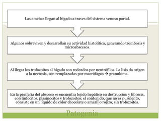 Patogenia
En la periferia del absceso se encuentra tejido hepático en destrucción y fibrosis,
con linfocitos, plasmocitos y trofozoitos; el contenido, que no es purulento,
consiste en un líquido de color chocolate o amarillo rojizo, sin trofozoitos.
Al llegar los trofozoitos al hígado son rodeados por neutrófilos. La lisis da origen
a la necrosis, son remplazadas por macrófagos  granuloma.
Algunos sobreviven y desarrollan su actividad histolítica, generando trombosis y
microabscesos.
Las amebas llegan al higado a traves del sistema venoso portal.
 