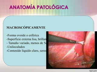 MACROSCÓPICAMENTE

-Forma ovoide o esférica
-Superficie externa lisa, brillante y azul grisácea
- Tamaño variado, menos de 5cm
-Uniloculados
-Contenido líquido claro, seroso o pardo-amarillento
 