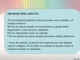 MICROSCÓPICAMENTE

-El revestimiento epitelial varía de acuerdo con el tamaño y el
estadío evolutivo:
En los de mayor tamaño el revestimiento se puede haber
degenerado y estar ausente o aplanado.
En los intermedios suele ser cuboide
 En los quistes de menor tamaño presentan células cilíndricas.

- Fuera del epitelio, la pared está compuesta por una delgada
capa de colágeno. En el tejido circundante se pueden observar
conductos biliares no dilatados.
 