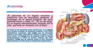 3
El páncreas es un órgano exocrino y
endocrino que se encuentra posterior al
estómago en la pared posterior del saco
omental menor y mide 15 – 20 cm de largo.
Es un órgano retroperitoneal, excepto por la
cola, que esta en contacto con el bazo.
Se divide en las siguientes partes anatómicas: 1) La cabeza
cuyo proceso uncinado se encuentra posterior a los vasos
mesentéricos superiores. 2)El cuello que se encuentra
anterior a los vasos mesentéricos superior, la aorta, y Vena
Cava Inferior. 3) Cuerpo que se extiende sobre la flexura
duodenoyeyunal y sobre la porción superior del riñón
izquierdo. 4)Cola que se extiende desde el riñón izquierdo
hasta terminar en el hilio renal en el ligamento esplenorenal.
 