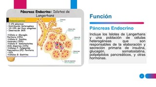 Función
4
Incluye los Islotes de Langerhans
y una población de células
heterogéneas que son
responsables de la elaboración y
secreción primaria de insulina,
glucagón, somatostatina,
polipéptidos pancreáticos, y otras
hormonas.
Páncreas Endocrino
 