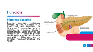 5
Secreta enzimas (proteasas,
amilasa, lipasas, nucleasas y un
fluido con alto contenido de
bicarbonato) necesarias para la
digestión de proteínas, lípidos y
carbohidratos. Estas enzimas son
liberadas en la segunda porción
del duodeno a través del conducto
pancreático (Wirsung) en la
ampolla hepatopancreática (de
Vater).
Páncreas Exocrino
 