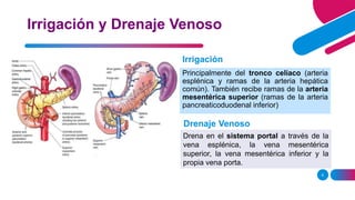 6
Irrigación y Drenaje Venoso
Drenaje Venoso
Irrigación
Principalmente del tronco celíaco (arteria
esplénica y ramas de la arteria hepática
común). También recibe ramas de la arteria
mesentérica superior (ramas de la arteria
pancreaticoduodenal inferior)
Drena en el sistema portal a través de la
vena esplénica, la vena mesentérica
superior, la vena mesentérica inferior y la
propia vena porta.
 