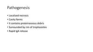 Pathogenesis
• Localized necrosis
• Cavity forms
• It contains proteinaceous debris
• Surrounded by rim of trophozoites
• Rapid IgA release
 