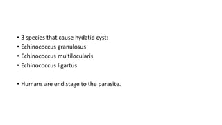 • 3 species that cause hydatid cyst:
• Echinococcus granulosus
• Echinococcus multilocularis
• Echinococcus ligartus
• Humans are end stage to the parasite.
 