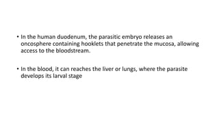 • In the human duodenum, the parasitic embryo releases an
oncosphere containing hooklets that penetrate the mucosa, allowing
access to the bloodstream.
• In the blood, it can reaches the liver or lungs, where the parasite
develops its larval stage
 