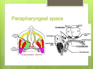 Parapharyngeal space
 