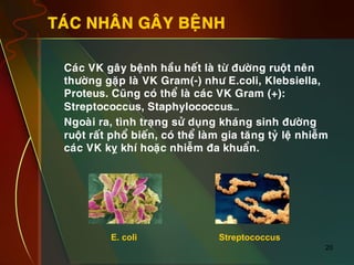 20
TAÙC NHAÂN GAÂY BEÄNH
•  Caùc VK gaây beänh haàu heát laø töø ñöôøng ruoät neân
thöôøng gaëp laø VK Gram(-) nhö E.coli, Klebsiella,
Proteus. Cuõng coù theå laø caùc VK Gram (+):
Streptococcus, Staphylococcus…
•  Ngoaøi ra, tình traïng söû duïng khaùng sinh ñöôøng
ruoät raát phoå bieán, coù theå laøm gia taêng tyû leä nhieãm
caùc VK kî khí hoaëc nhieãm ña khuaån.
E. coli Streptococcus
 