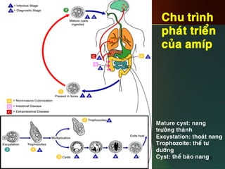 6
Chu trình
phaùt trieån
cuûa amíp
Mature cyst: nang
tröôûng thaønh
Excystation: thoaùt nang
Trophozoite: theå tö
döôõng
Cyst: theå baøo nang6
 