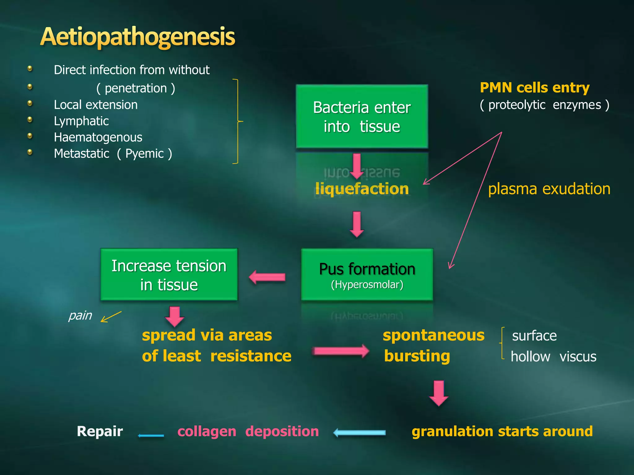 Direct infection from without
( penetration ) PMN cells entry
Local extension ( proteolytic enzymes )
Lymphatic
Haematogenous
Metastatic ( Pyemic )
liquefaction plasma exudation
pain
spread via areas spontaneous surface
of least resistance bursting hollow viscus
Repair collagen deposition granulation starts around
Bacteria enter
into tissue
Pus formation
(Hyperosmolar)
Increase tension
in tissue
 